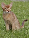 Baccara1