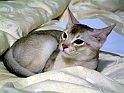 Aton4